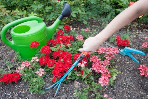 Pruned shrubs in a Brixton garden